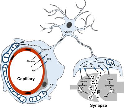 Reweaving the Fabric of Mitochondrial Contact Sites in Astrocytes